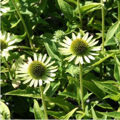 Echinacea 'Green Jewel'