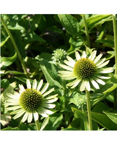 Echinacea 'Green Jewel'