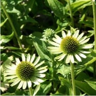 Echinacea 'Green Jewel'