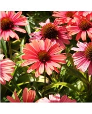 Echinacea SunSeekers 'Orange'