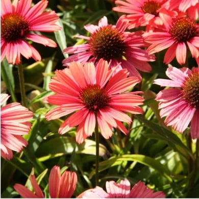 Echinacea SunSeekers 'Orange'