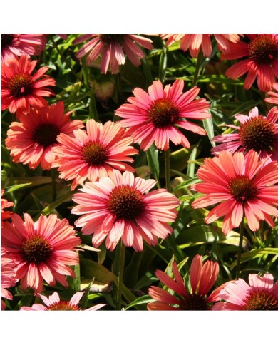Echinacea SunSeekers 'Orange'
