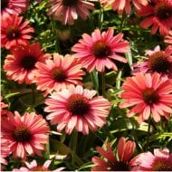 Echinacea SunSeekers 'Orange'