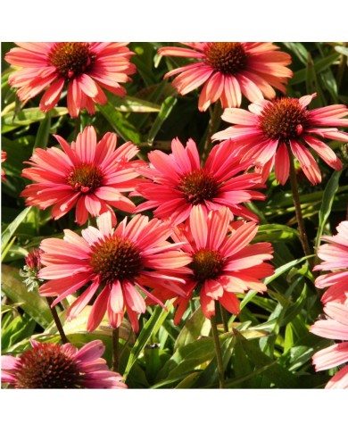 Echinacea SunSeekers 'Orange'