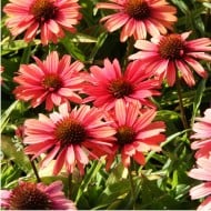 Echinacea SunSeekers 'Orange'