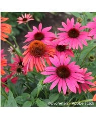 Echinacea 'Cheyenne Spirit'