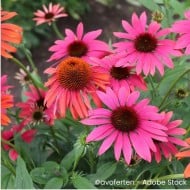 Echinacea 'Cheyenne Spirit'