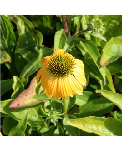 Echinacea 'Cheyenne Spirit'
