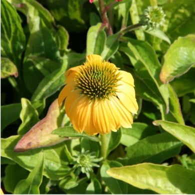 Echinacea 'Cheyenne Spirit'