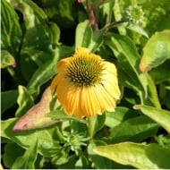Echinacea 'Cheyenne Spirit'