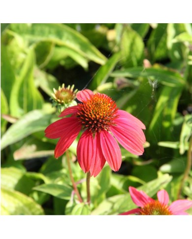 Echinacea 'Cheyenne Spirit'
