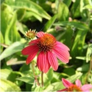 Echinacea 'Cheyenne Spirit'