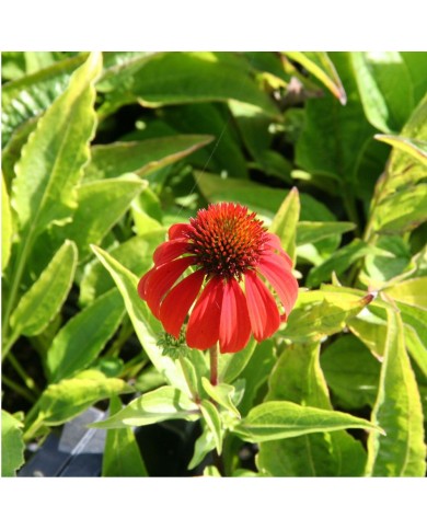 Echinacea 'Cheyenne Spirit'