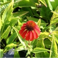 Echinacea 'Cheyenne Spirit'