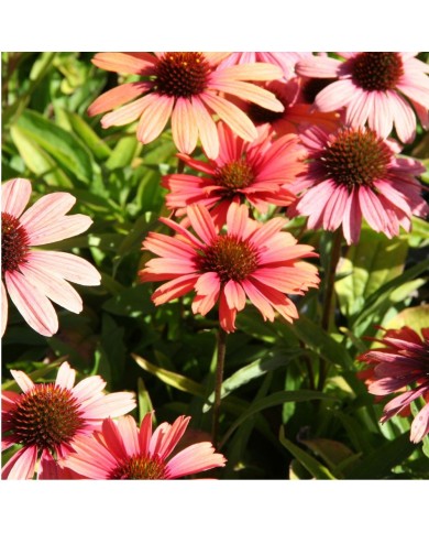 Echinacea SunSeekers 'Clementine'