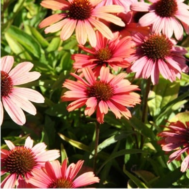 Echinacea SunSeekers 'Clementine'