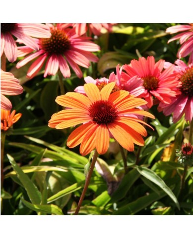 Echinacea SunSeekers 'Clementine'