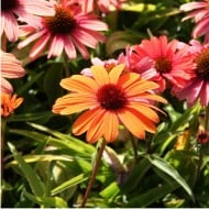 Echinacea SunSeekers 'Clementine'