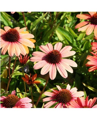 Echinacea SunSeekers 'Clementine'
