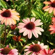 Echinacea SunSeekers 'Clementine'