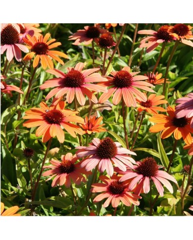 Echinacea SunSeekers 'Clementine'