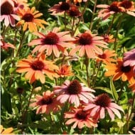 Echinacea SunSeekers 'Clementine'