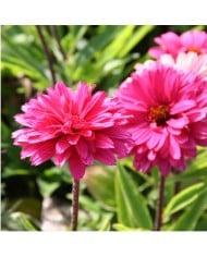 Echinacea SunSeekers 'Magenta'