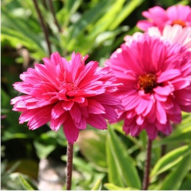 Echinacea SunSeekers 'Magenta'