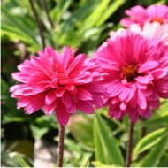 Echinacea SunSeekers 'Magenta'