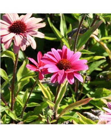 Echinacea SunSeekers 'Magenta'