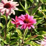 Echinacea SunSeekers 'Magenta'