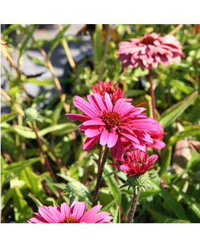 Echinacea SunSeekers 'Magenta'