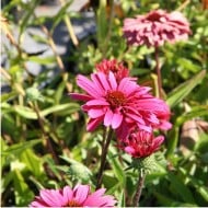 Echinacea SunSeekers 'Magenta'