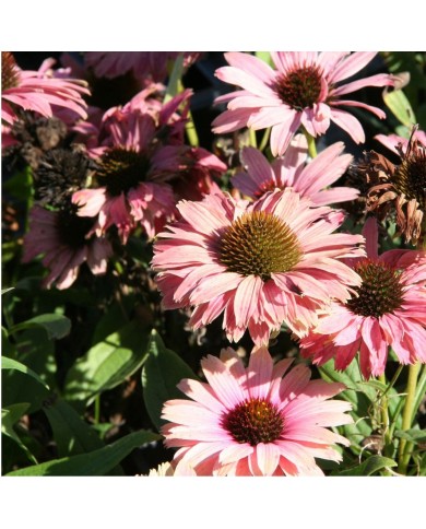 Echinacea SunSeekers 'Rainbow'