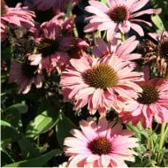 Echinacea SunSeekers 'Rainbow'