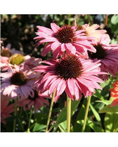 Echinacea SunSeekers 'Rainbow'