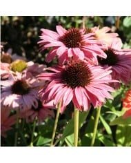 Echinacea SunSeekers 'Rainbow'