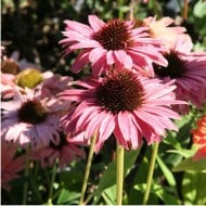 Echinacea SunSeekers 'Rainbow'
