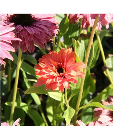 Echinacea SunSeekers 'Rainbow'