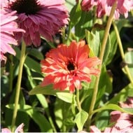 Echinacea SunSeekers 'Rainbow'