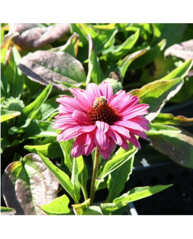 Echinacea SunSeekers 'Sweet Fuchsia’