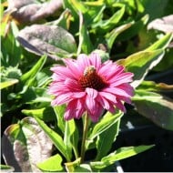 Echinacea SunSeekers 'Sweet Fuchsia’
