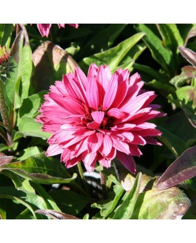 Echinacea SunSeekers 'Sweet Fuchsia’