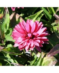 Echinacea SunSeekers 'Sweet Fuchsia’