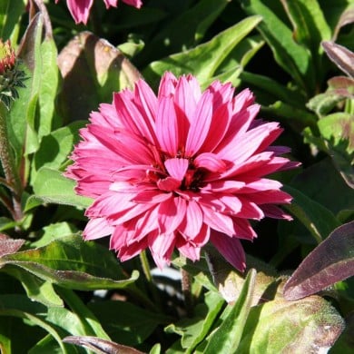 Echinacea SunSeekers 'Sweet Fuchsia’