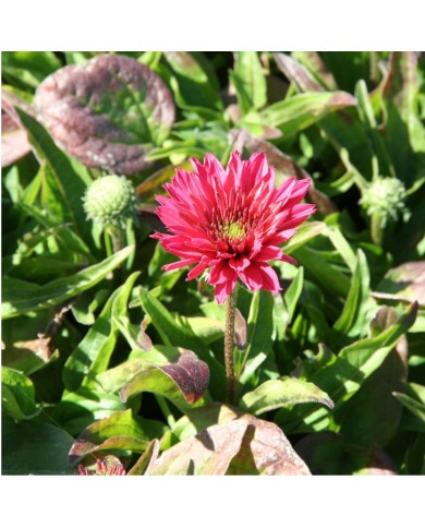 Echinacea SunSeekers 'Sweet Fuchsia’