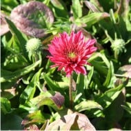 Echinacea SunSeekers 'Sweet Fuchsia’