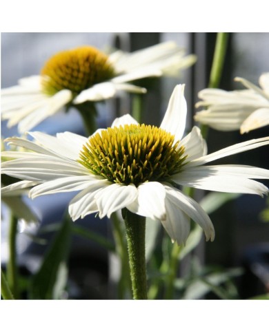 Echinacea 'Kismet White'