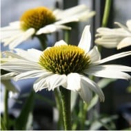 Echinacea 'Kismet White'