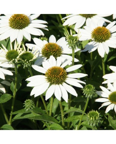 Echinacea 'Kismet White'